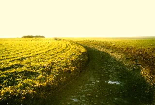 Weg durch ein helles Feld